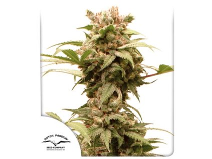 75036 dutch passion auto cbg force feminized autoflowering