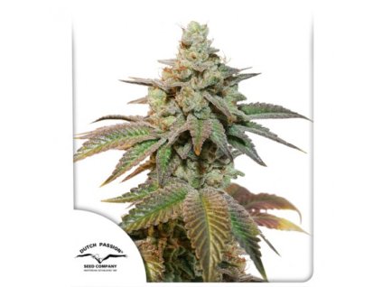 Dutch Passion Auto Kerosene Krash, feminized autoflowering (Balení 3 ks)