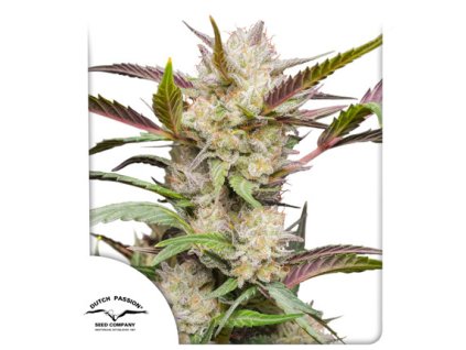 75042 dutch passion auto mimosa punch feminized autoflowering