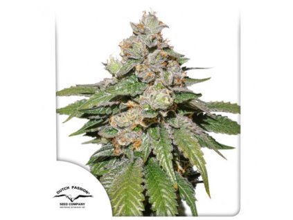 75045 dutch passion auto mokums tulip feminized autoflowering