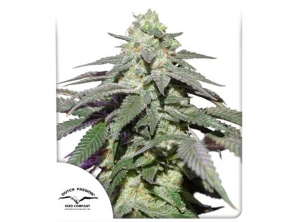 Dutch Passion Auto Skywalker Haze, feminized autoflowering (Balení 3 ks)