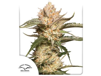 75054 dutch passion auto trichome and cream feminized autoflowering