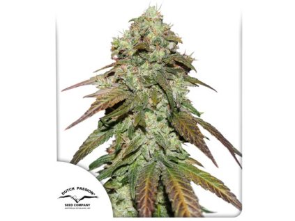 75057 dutch passion cbd mazar feminized