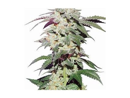 75063 dutch passion skywalker haze feminized