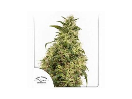Dutch Passion THC-Victory, feminized (Balení 10 ks)