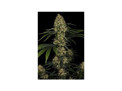 75069 paradise seeds sunset paradise feminized