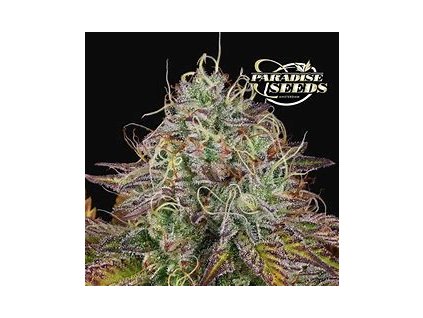 75072 paradise seeds apricot candy feminized