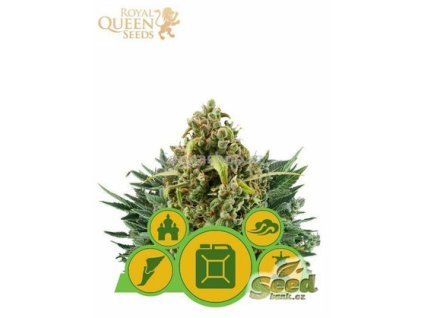 75078 royal queen seeds autoflowering outdoor mix feminized