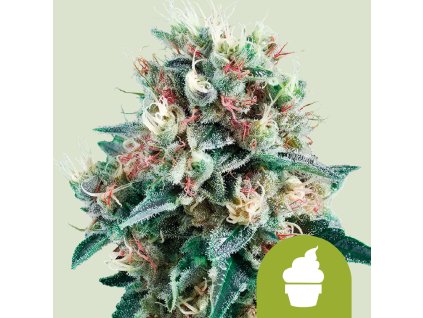 75081 royal queen seeds royal creamatic feminized autoflowering