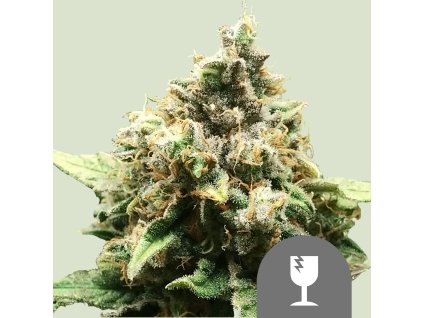 75084 royal queen seeds critical regular