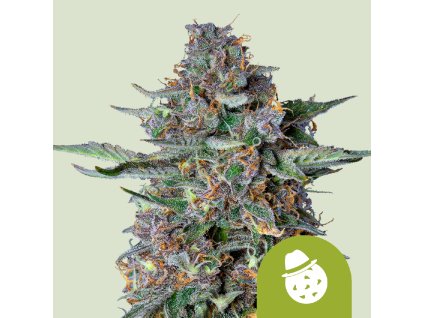 Royal Queen Seeds Do-si-dos Automatic, feminized autoflowering, (Balení 10 ks)