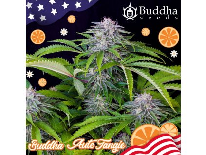 75138 buddha seeds auto tangie autoflowering feminized