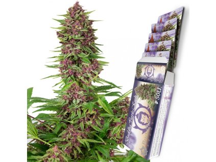 75144 buddha seeds buddha purple kush feminized autoflowering