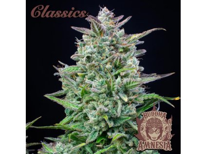 75150 buddha seeds buddha s classics auto amnesia feminized autoflowering
