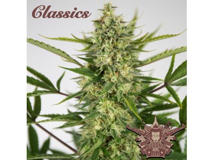 75153 buddha seeds buddha s classics auto ak feminized autoflowering