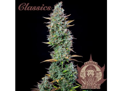75156 buddha seeds buddha s classics auto critical feminized autoflowering