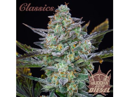 75159 buddha seeds buddha s classics auto diesel feminized autoflowering