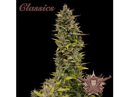 75162 buddha seeds buddha s classics ak feminized