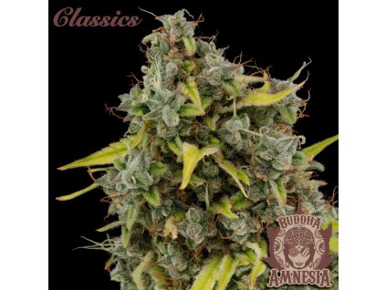 75165 buddha seeds buddha s classics amnesia feminized