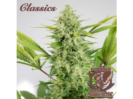 75168 buddha seeds buddha s classics auto skunk feminized autoflowering