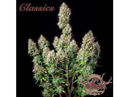 75171 buddha seeds buddha s classics auto white widow feminized autoflowering