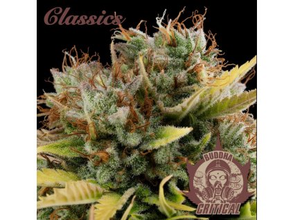 75174 buddha seeds buddha s classics critical feminized