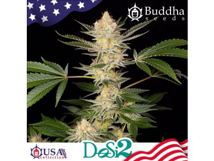 75186 buddha seeds dosi2 feminized