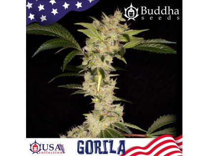 75192 buddha seeds gorilla feminized