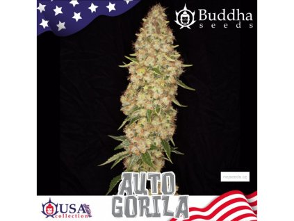 Buddha Seeds Gorilla Auto,autoflowering feminized (Balení 10ks)