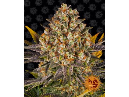 75210 barney s farm banana punch feminized