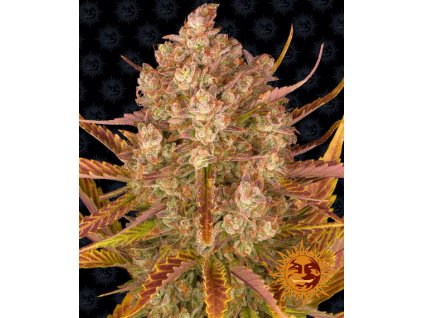 75216 barney s farm dos si dos auto feminized autoflowering