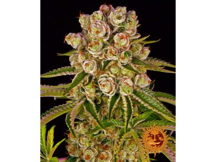 75231 barney s farm kush mintz feminized