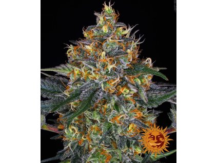75240 barney s farm moby dick auto feminized autoflowering