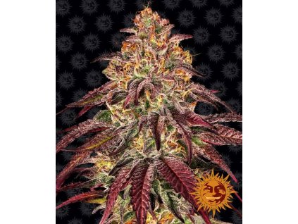 Barney´s Farm Mimosa EVO, feminized (Balení 10 ks)