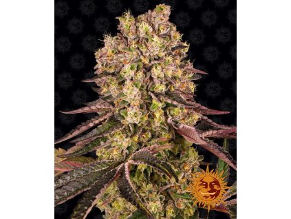 75252 barney s farm runtz muffin feminized