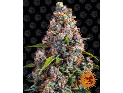 75255 barney s farm strawberry cheescake auto feminized autoflowering