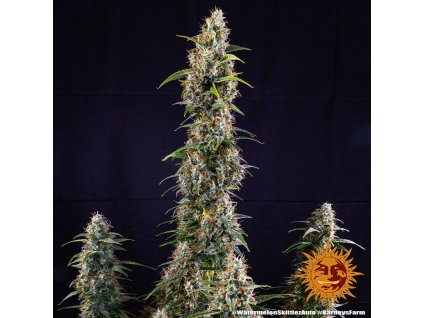 75270 barney s farm watermelon zkittlez auto feminized autoflowering