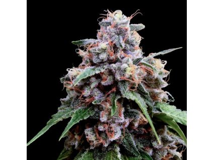 DNA Genetics Lemon 18, feminized (Balení 3 ks)