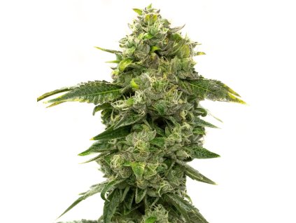 75294 blimburn seeds alien og by steve deangelo s feminized