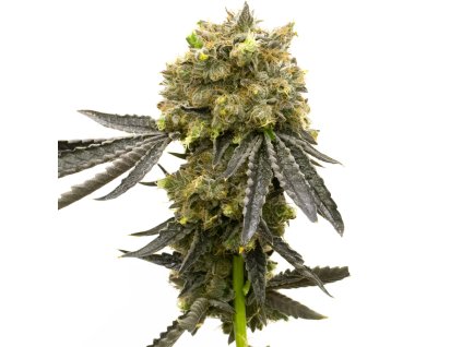 Blimburn Seeds Dream Queen by Steve DeAngelo´s, feminized (Balení 12 ks)