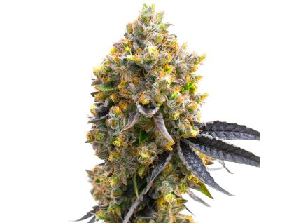 75327 blimburn seeds sweet island by kyle kushman s feminized