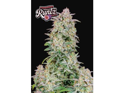 75342 fast buds forbidden runtz auto