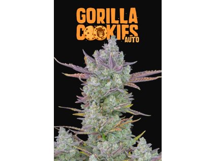 75345 fast buds gorilla cookies auto