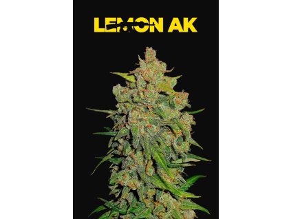 75351 fast buds lemon ak auto feminized autoflowering