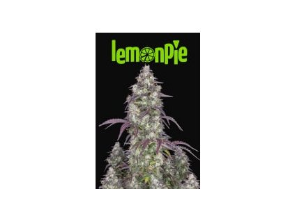 Fast Buds Lemon Pie Auto, feminized autoflowering (Balení 1 ks)