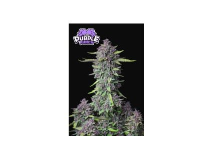 75360 fast buds purple punch auto feminized autoflowering