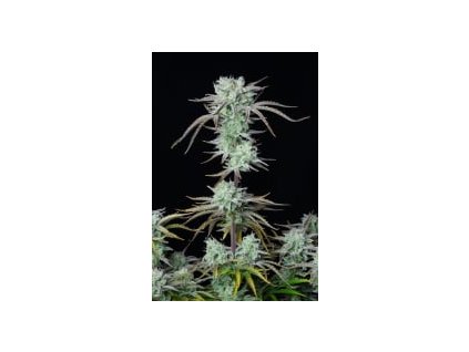 Fast Buds Strawberry Banana Auto, feminized autoflowering (Balení 1 ks)