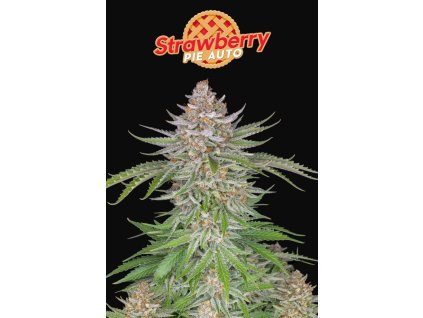 Fast Buds Strawberry Pie Auto, feminized autoflowering (Balení 1 ks)