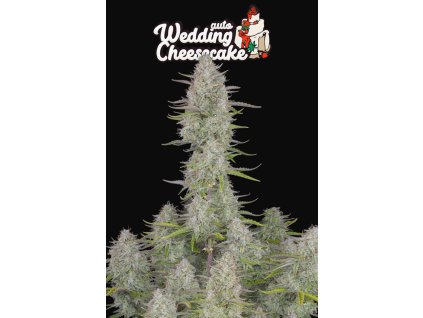 75369 fast buds wedding cheesecake auto feminized autoflowering