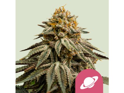 75408 royal queen seeds royal skywalker feminized